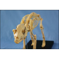 Animal Product Dog Skeleton Modelo en venta